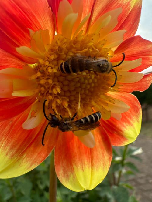 Embellissement des espaces partagés 2024 Image de Embellissement des espaces partagés 2024