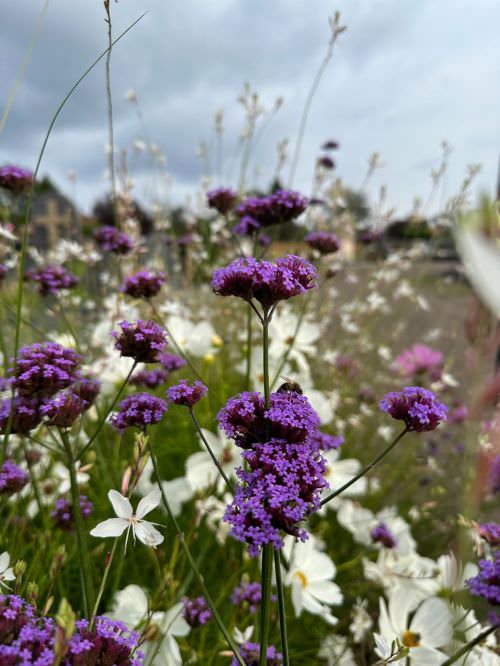 Embellissement des espaces partagés 2024 Image de Embellissement des espaces partagés 2024