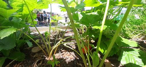 Embellissement des espaces partagés 2024 Image de Embellissement des espaces partagés 2024