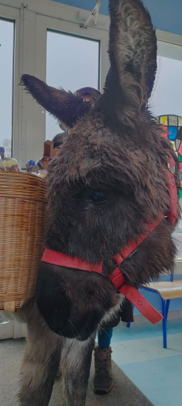 Image de Saint Nicolas 2022