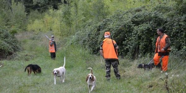 Battue de chasse